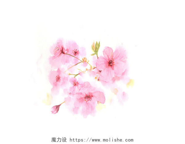风景水彩手绘樱花插画